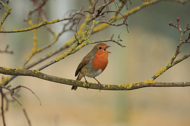 robin - birdsong imagens e fotografias de stock