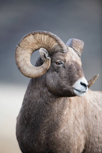 istock Bighorn Sheep in Gardiner Montana 1189676630