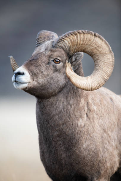 istock Bighorn Sheep in Gardiner Montana 1189677715