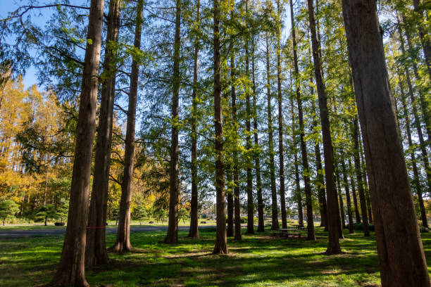 istock Park in Japan Tokyo, autumn colours 1189678976