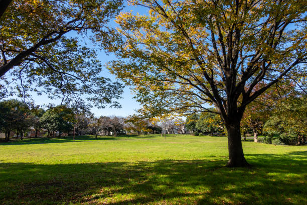 istock Park in Japan Tokyo, autumn colours 1189679027