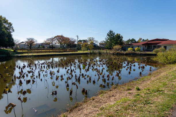 parque en japón tokio, colores otoñales - 11906 fotografías e imágenes de stock