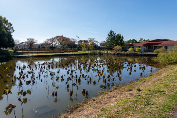 парк в японии токио, осенние цвета - 11906 стоковые фото и изображения