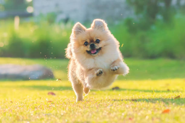 Cute puppies Pomeranian Mixed breed Pekingese dog run on the grass with happiness stock photo