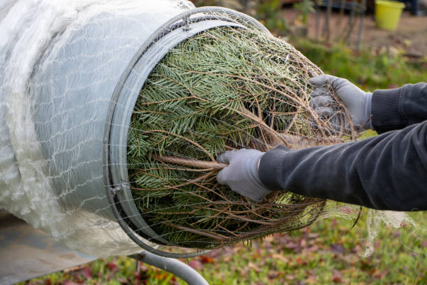 istock a man pulling a freshly sawn fir tree through a tube to wrap it in a net 1189680849