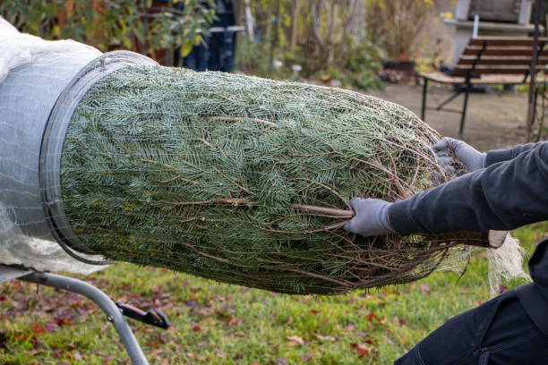 a man pulling a freshly sawn fir tree through a tube to wrap it in a net