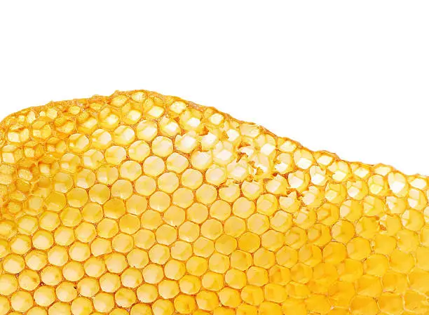 bee honeycombs wax without honey isolated on a white background.
