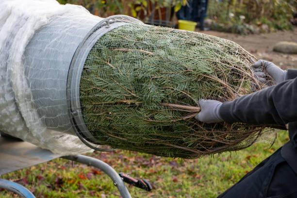 istock a man pulling a freshly sawn fir tree through a tube to wrap it in a net 1189682319