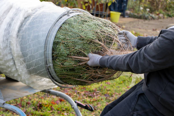 istock a man pulling a freshly sawn fir tree through a tube to wrap it in a net 1189682439