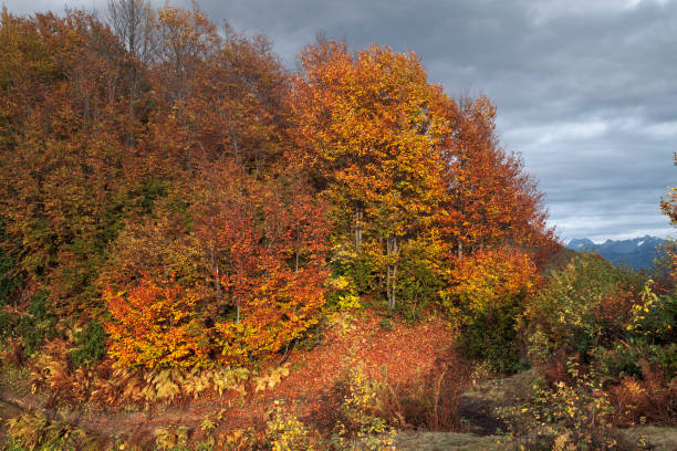 istock autumn forest with colorful leaves 1189686598
