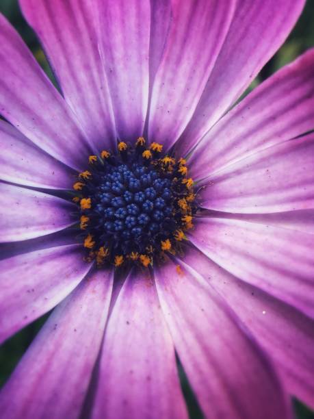 istock Purple and White Gerber Daisy - Color Portrait Format 1189686684