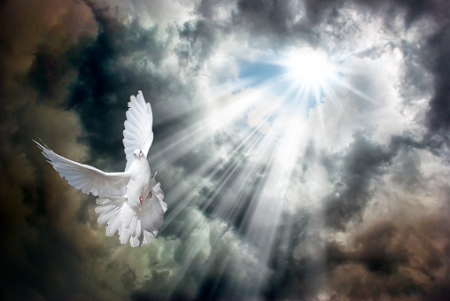 Rays of the bright sun break through the stormy sky covered with dark clouds and light up a flying white dove