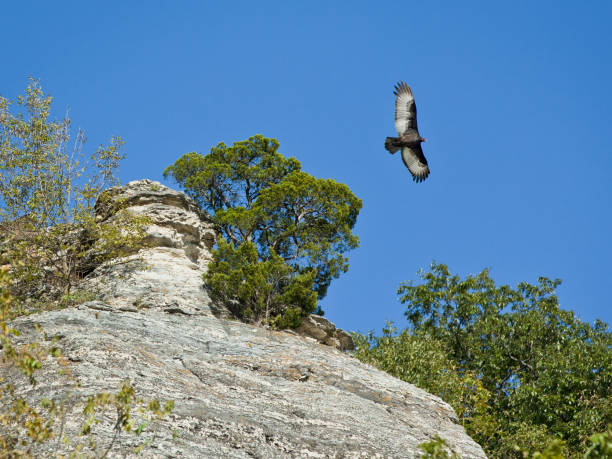 A large Turkey Buzzard flies with wings spread over rocky bluffs in rural Midwest Illinois USA with dark blue skies on a sunny day. mirando hacia turquía buitre que se eleva sobre el afloramiento de piedra de los acantilados cubiertos de árboles desde el great river road a lo largo del río mississippi en el área de alton, godfrey, grafton illinois en un día soleado de verano sin n