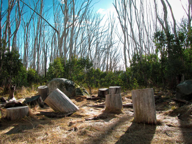 istock Tree stumps along the path to a mountain summit 1189690309