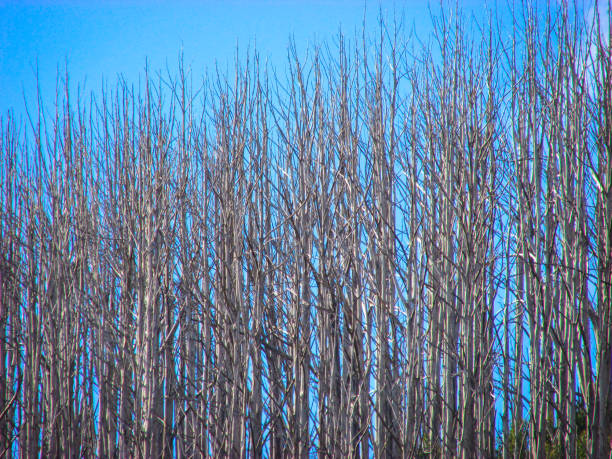 Tall tree and vivid blue sky during winter in Lake Mountain, VIC, Australia. The long slender leafless tree gives supernatural impression of the whole scenery