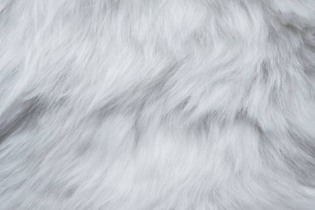 istock Closeup of White Fur Texture. Smooth Fluffy and Silky Background 1189692796