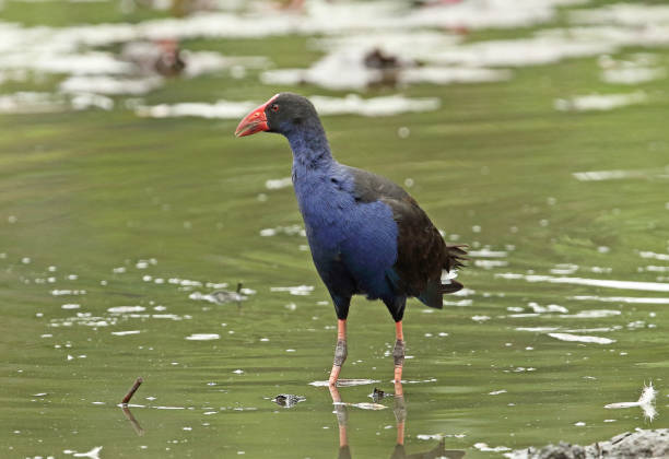 istock Purple Swamphen 1189693818