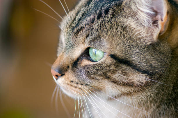 istock Domestic marble cat looks into the distance, interested expression 1189693950