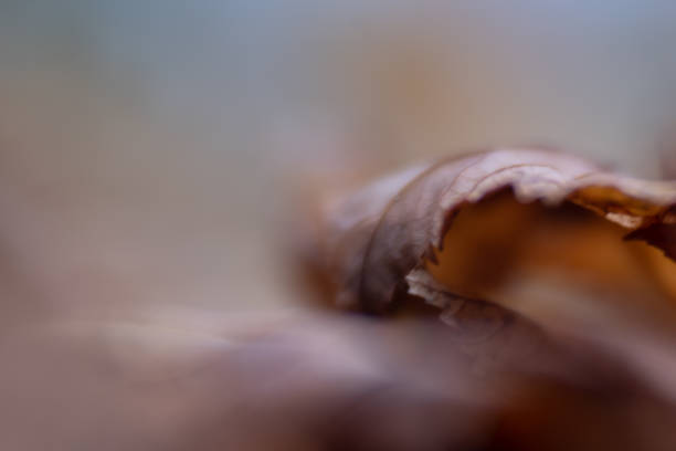 istock dreamy soft background in earthy colors 1189694988