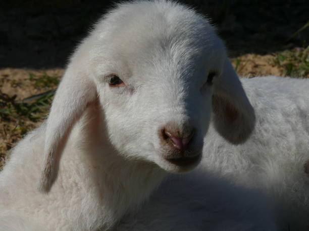 istock The lamb, Djerba island, Tunisia 1189696176