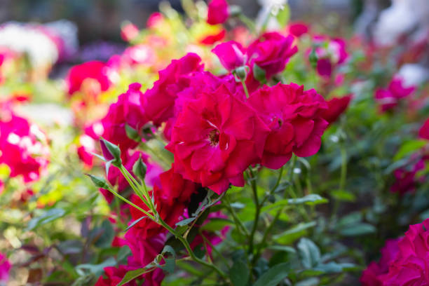 istock Natural fresh flowers blur the background. 1189696681