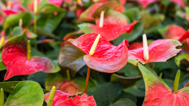 istock Natural fresh flowers blur the background. 1189696726