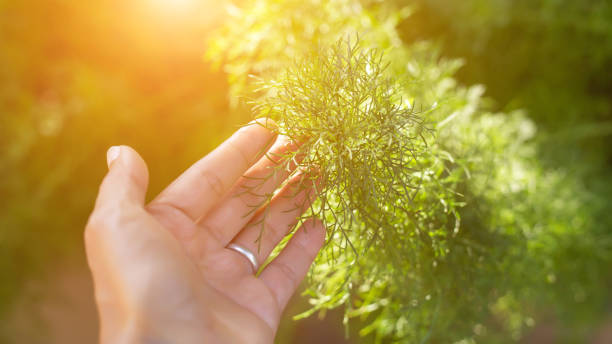 istock Natural fresh flowers blur the background. 1189696746