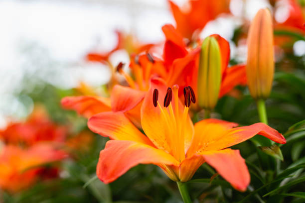 istock Natural fresh flowers blur the background. 1189696785