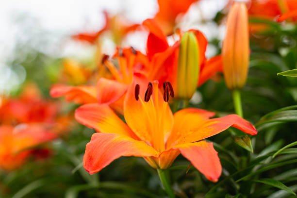 istock Natural fresh flowers blur the background. 1189696788