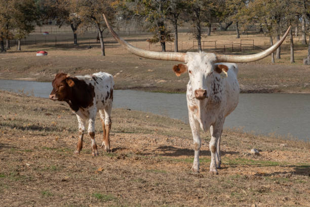 istock Longhorn cattle (calf) in Texas 1189697020