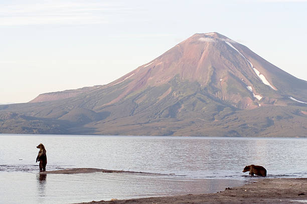 istock Two Bears in a Lake near Mountain 118969810