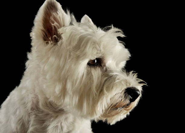 istock Profile view of an adorable West Highland White Terrier looking curiously 1189698420