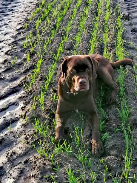 Brown labrador retriever on cropland