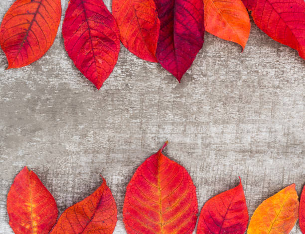 istock Bright red autumn leaves on aged wooden. 1189702385