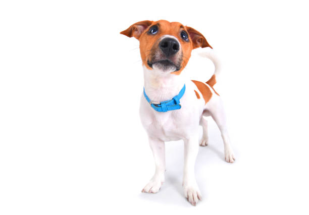 istock Jack Rassell Terrier dog with compassionate funny look 1189702412