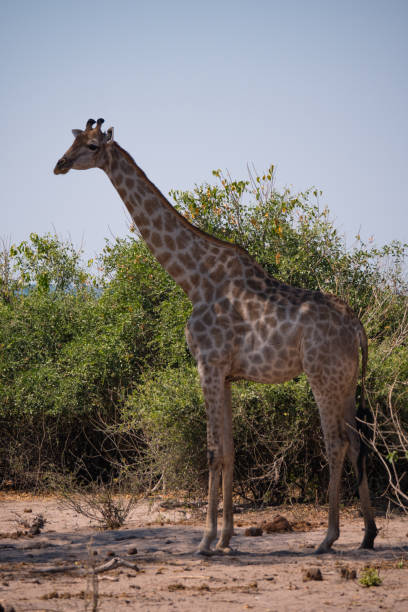 istock Giraffe in Chobe National Park, Botswana 1189702480