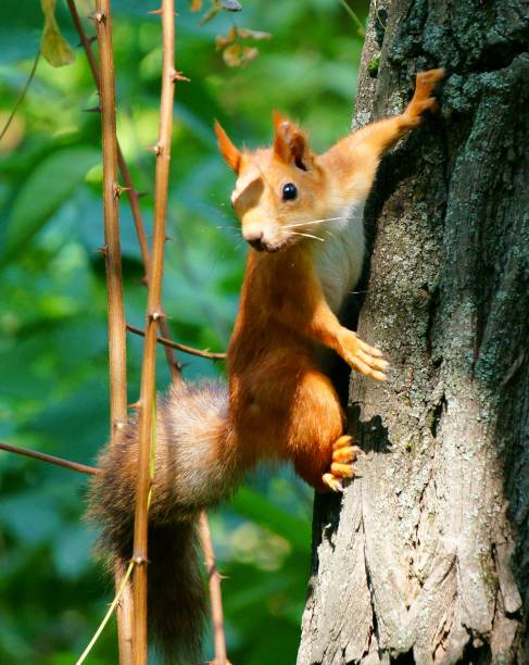 istock Photo of a beautiful squirrel. 1189702616