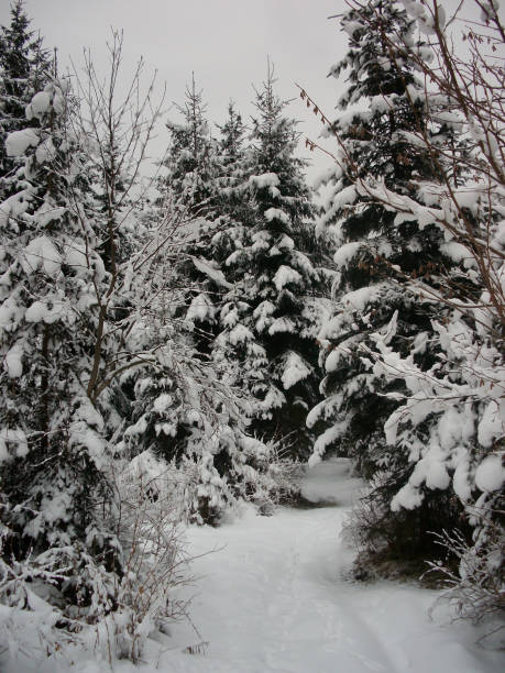 istock Pine trees covered with snow, the branches are heavily loaded and about to snap off. 1189703164