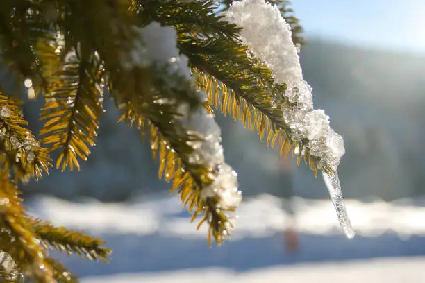 Photo of The sun is illuminating an icicle a the tip of a pine branch. Molten snow is dripping down just to freeze again and becoming an icicle.