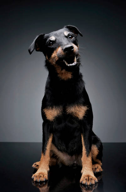 scatto in studio di un adorabile deutscher jagdterrier seduto e guardando curiosamente la telecamera - beautiful looking at camera studio shot vertical foto e immagini stock