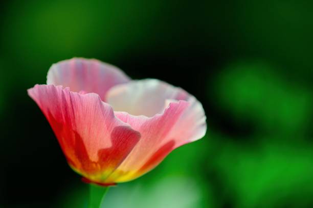 крупным планом фото яркого калифорнийского мака цветок (eschscholzia californica), селективный фокус, природная среда и ветреная погода. - poppy pink close up cut flowers стоковые фото и изображения