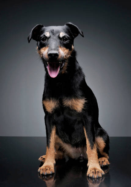 scatto in studio di un adorabile deutscher jagdterrier seduto e guardando curiosamente la telecamera - beautiful looking at camera studio shot vertical foto e immagini stock