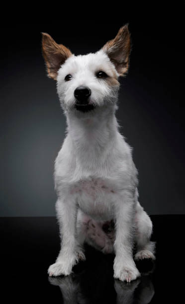 scatto in studio di un adorabile cucciolo terrier seduto e guardando curiosamente la fotocamera - isolato su sfondo grigio - beautiful looking at camera studio shot vertical foto e immagini stock