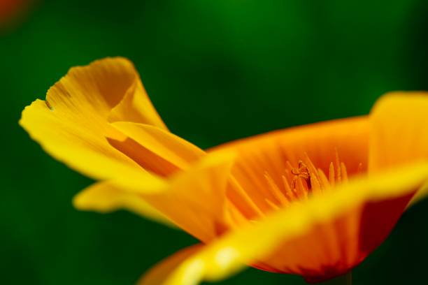 крупным планом фото яркого калифорнийского мака цветок (eschscholzia californica), селективный фокус, природная среда и ветреная погода. - poppy pink close up cut flowers стоковые фото и изображения