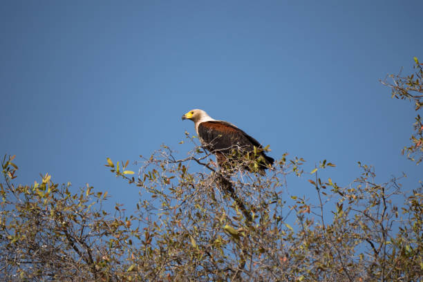istock African Fish Eagle in Chobe National Park, Botswana 1189703800