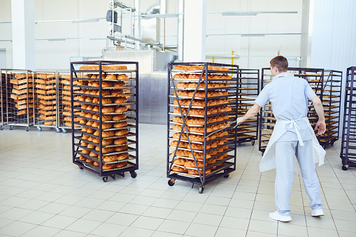 Back view of man in uniform pulling metal rack with freshly baked loafs of bread while working in bakery