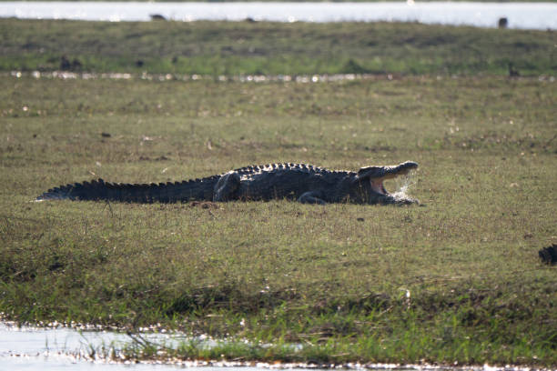 istock Crocodile in Chobe National Park, Botswana 1189704121