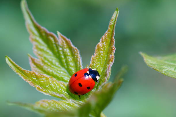 istock Photo of a little ladybug on a green background. 1189704228
