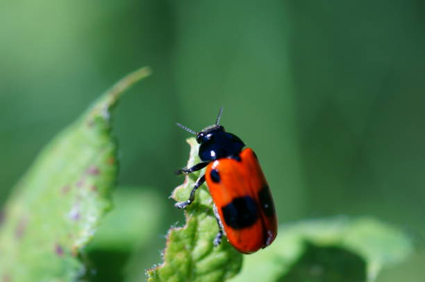 istock Beetles in grass and plants. 1189704760