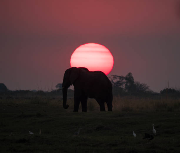 istock Elephant at Sunset in Chobe National Park, Botswana 1189705429